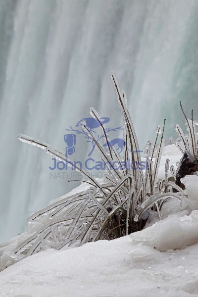 Frozen Bushes Near Horseshoe Falls - Niagara Falls - Canada