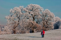 Hoarfrost on trees - Warwickshire England