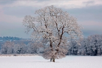 Winter scene - Snow on mature oak (Quercus) - Hereforeshire - UK