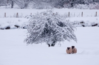 Winter scene -Wales - UK