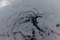 Ice-covered Tree near Niagara Falls - Canada