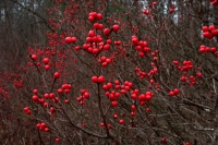 Common Winterberry Holly (Ilex verticillata) - New York