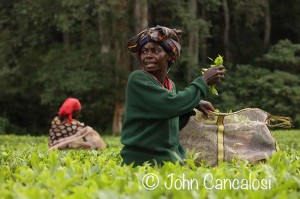 Tea picking, Kakamega forest, Kenya